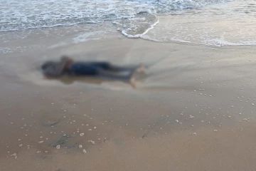 நிலாவெளி கடற்கரையில் கரையொதுங்கியுள்ள சடலம்