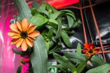 ‘நாசா’பகிர்ந்த விண்வெளியில் பூத்த பூ!