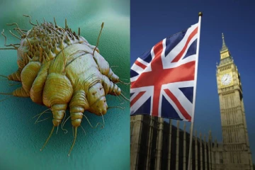 பிரித்தானியாவில் ஸ்கேபிஸ் நோய் பரவல் அதிகரிப்பு