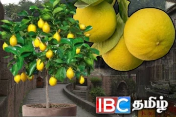 வீட்டில் எந்த திசையில் எலுமிச்சை மரத்தை வைக்க வேண்டும்.....