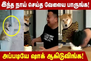 போன ஜென்மத்துல வாத்தியாரா இருந்துருப்பாரு போல... ஓனரிடம் கணக்கு படிக்கும் நாய்!