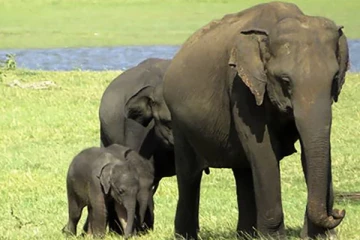 வெடிமருந்து உட்கொண்ட யானை குட்டி