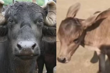 இரவில் குட்டியை ஈன்ற எருமை மாடு; காலையில் அதிர்ச்சியில் மூழ்கிய கிராமம் - வீடியோ!