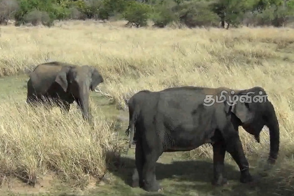 கடும் வறட்சியால் வில்பத்து சரணாலய விலங்குகள் பாதிப்பு | Animals Birds In Wilpattu National Park Effected