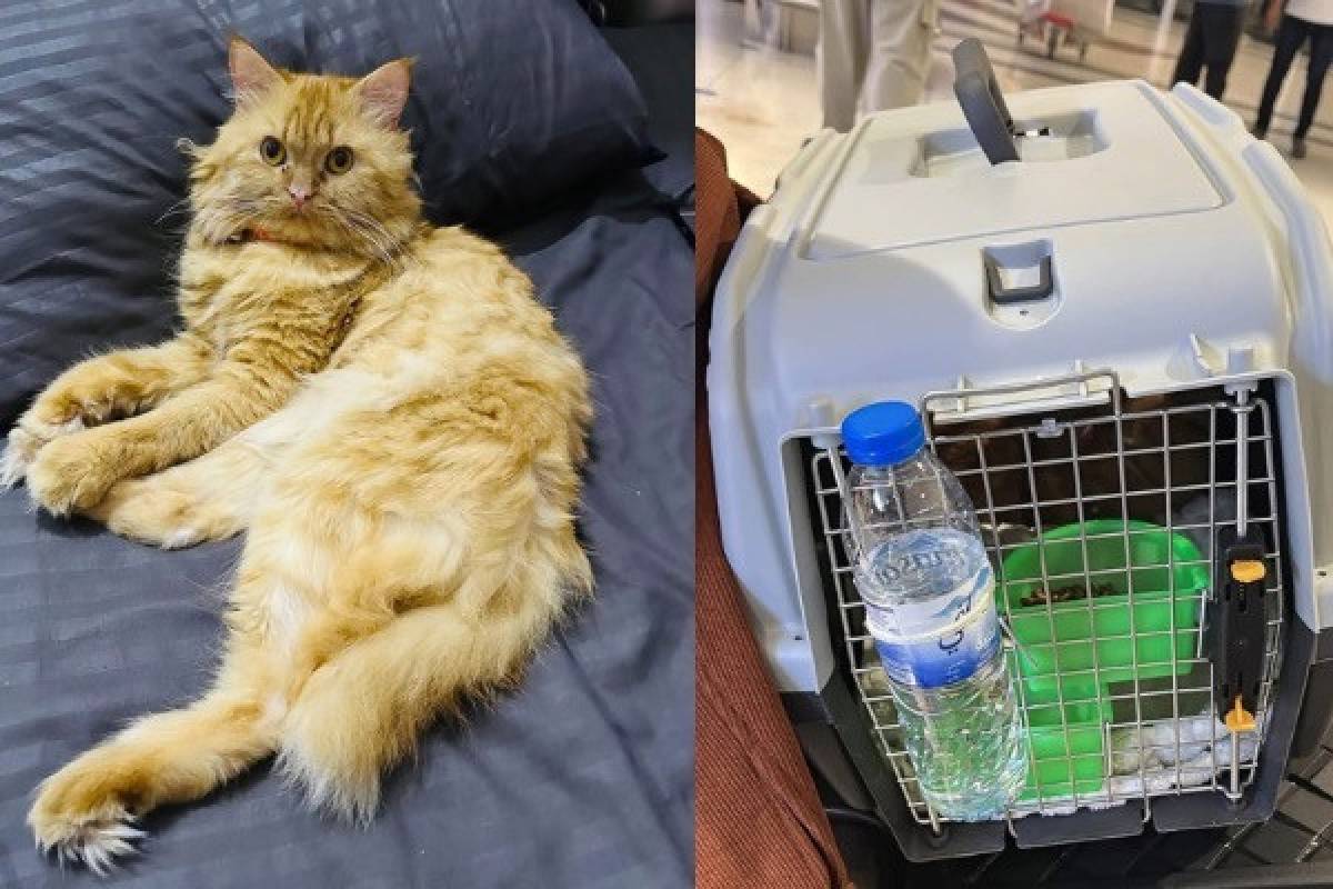 துபாய் சர்வதேச விமான நிலையத்தில் காணாமல் போன பூனை மீட்பு! | Chuuti The Cat Belonging To A Sl Dubai Airport துபாய் சர்வதேச விமான நிலையத்தில் காணாமல் போன பூனை மீட்பு! | Chuuti The Cat Belonging To A Sl Dubai Airport
