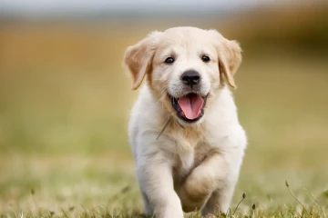 யாழில் மூன்று மாத நாய்க்குட்டியால் குடும்பஸ்தர் ஒருவருக்கு நேர்ந்த கதி