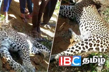 கம்பி வலையில் சிக்கி உயிரிழந்த சிறுத்தைப்புலி! காவல்துறை விசேட நடவடிக்கை