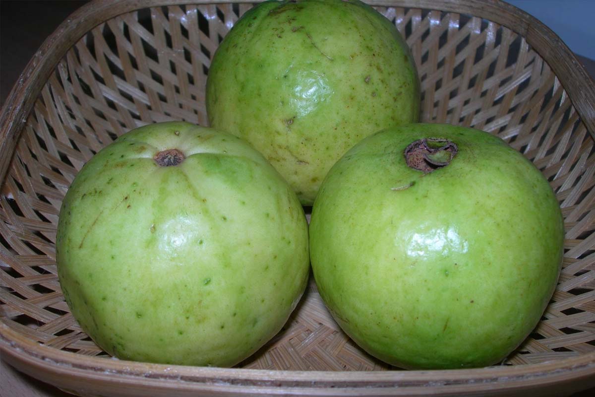 சத்தான கொய்யாபழ பொரியல்... வெறும் 5 நிமிடம் போதும் | How To Make Guava Poriyal Only 10 Minutes சத்தான கொய்யாபழ பொரியல்... வெறும் 5 நிமிடம் போதும் | How To Make Guava Poriyal Only 10 Minutes