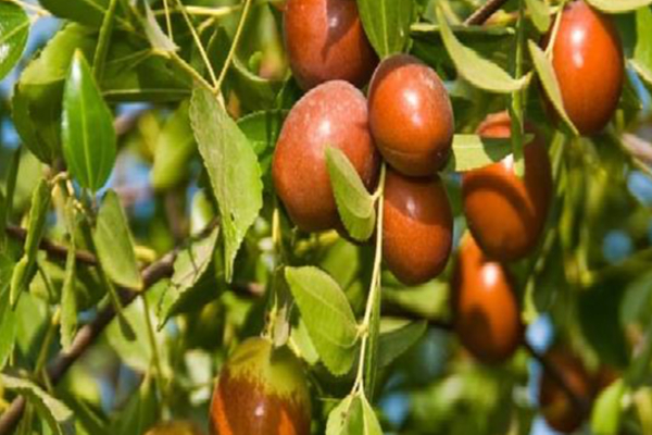 என்றென்றும் இளமையுடன் இருக்க இந்த பழத்தை சாப்பிடுங்கள் | Eat This Fruit To Stay Young Forever என்றென்றும் இளமையுடன் இருக்க இந்த பழத்தை சாப்பிடுங்கள் | Eat This Fruit To Stay Young Forever
