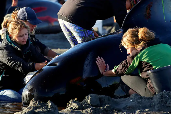 நியூசிலாந்தில் கரையொதுங்கிய பெருமளவு திமிங்கலங்கள்; கடலுக்குள் அனுப்ப போராடும் தன்னார்வலர்கள் | 6 Whales Died On A Remote Beach In New Zealand