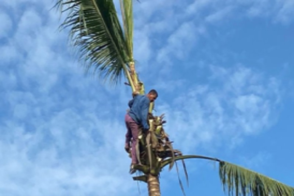 இலங்கையில் அழிக்கப்படவுள்ள 5000 தென்னை மரங்கள் | Cuts Down 5000 Coconut Trees In Matara