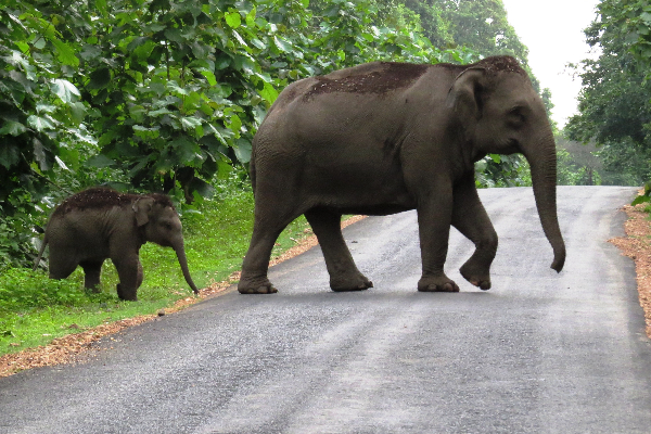 கதிர்காமத்திற்கு பயணித்தவர்களை மிரளவைத்த யானை! | Elephant That Scared The Travelers To Kathirgam