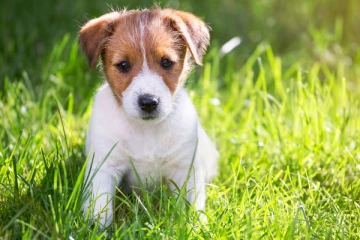 சுவிட்சர்லாந்தில் நாய் வைத்திருப்பவர்களுக்கு ஒரு முக்கிய அறிவிப்பு... வித்தியாசமான காரணம்