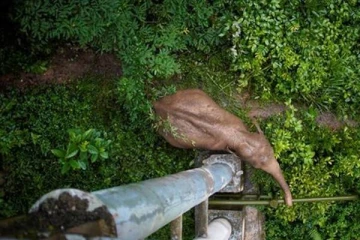 கொட்டும் மழையில் துணையைத் தேடி சுற்றித்திரிந்த யானை!