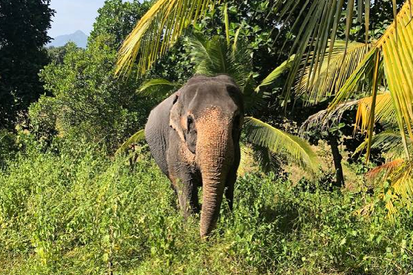 இலங்கைக்கு நான்காவது இடம்! எதற்கு தெரியுமா? | Deforestation Countries Sri Lanka Is Fourth Place