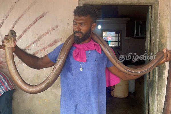மன்னாரில் கடற்றொழிலாளர் வலையில் சிக்கிய அபூர்வ பாம்பு மீன் (Photos) | Rare Snake Fish In A Fisherman S Net In Mannar