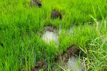 ஒரு வாரகாலமாக விவசாய நிலங்களை சேதப்படுத்தியதாக கூறப்படும் யானை உயிரிழப்பு