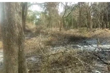 வவுனியா காடழிப்பு விவகாரம்: விசாரணையில் வெளியான தகவல்