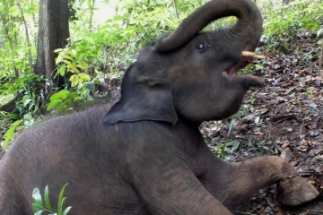 අලි පැටවෙකු ජීප් රථයක ගැටීමෙන් ජීවිතක්ෂයට පත් වූ අවසනාවන්ත සිද්දිය (EXCLUSIVE)