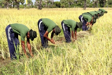 இயற்கை உரத்தினை பயன்படுத்தி இராணுவத்தினால் செய்யப்பட்ட வயல் அறுவடை விழா