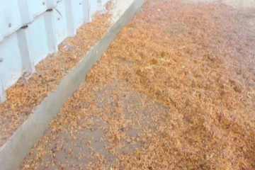 அரச களஞ்சியங்களில் வீணாக்கப்படும் நெல் தானிய கையிருப்பு