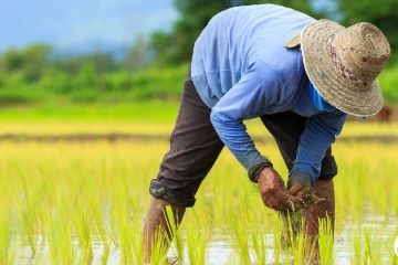 ගොවියන්ගෙන් රජයට දැවැන්ත තර්ජනයක් -මිල වැඩි නොකළොත් ලබන කන්නයේ ඉඳන් වගාවෙන් අයින් වෙනවා