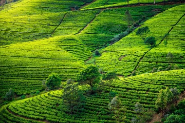 கடுமையான வீழ்ச்சிப் பாதையில் தேயிலை தொழிற்துறை!