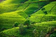 கடுமையான வீழ்ச்சிப் பாதையில் தேயிலை தொழிற்துறை!