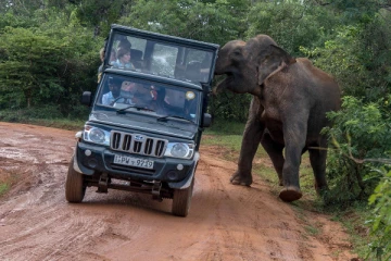 காட்டு யானைகளுடனான மோதலைத் தடுக்க நடமாடும் ரோந்து