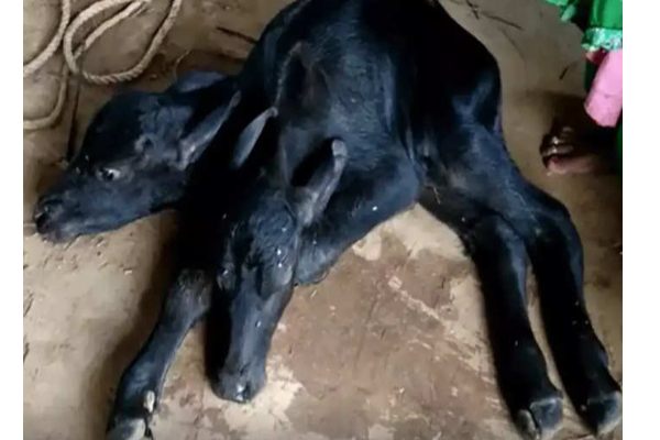 இரண்டு தலை கன்றை ஈன்ற எருமை..  இரண்டு வாய் மூலமும் பாலை குடிக்கும் அதிசயம்! | Buffalo Gives Birth To A Rare Calf With 2 Heads 4