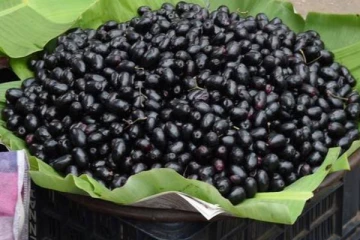 நாவல் பழத்தில் இவ்வளவு நன்மைகளா? சர்க்கரை நோய் முதல் உடல் எடை வரை..!