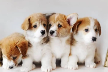 நாய்களுக்கு தடை விதித்த அமெரிக்கா