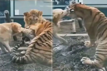 புலியை கடித்து குதறிய நாய்! அப்பாவியாக வேடிக்கை பாரத்த சிங்கம்: வேற லெவல் காணொளி