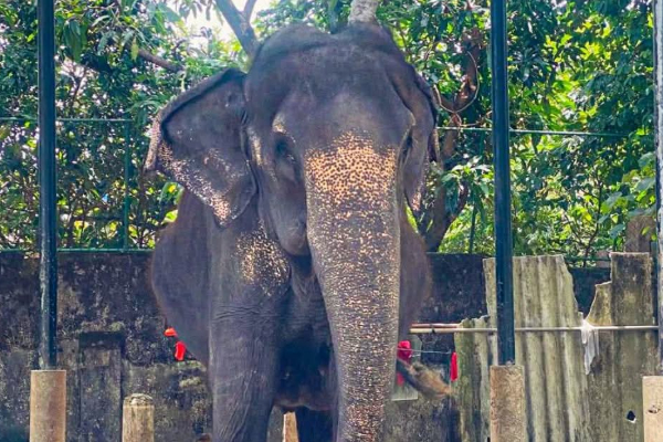 76 வயது மெனிகா யானை உயிரிழந்தது | Bellanwila Temple 76 Year Old Elephant Manika Dies