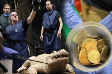 Thibodau முதலை வயிற்றில் இருந்த 70 நாணயங்கள்!