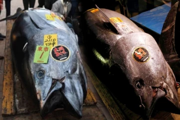 ஒரு மீன் 10 கோடி ரூபாய்க்கு விற்பனை!