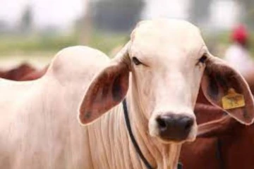 பசு மாட்டுடன் உடலுறவு கொண்ட பக்கத்து வீட்டு நபர்...தர்ம அடி கொடுத்த பொதுமக்கள்