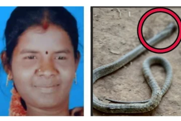 பெண்ணை கடித்துக் கொன்ற நல்ல பாம்பு! மறுபடியும் அதே வீட்டிற்கு வந்த நல்ல பாம்புக்கு நடந்த விபரீதம்!