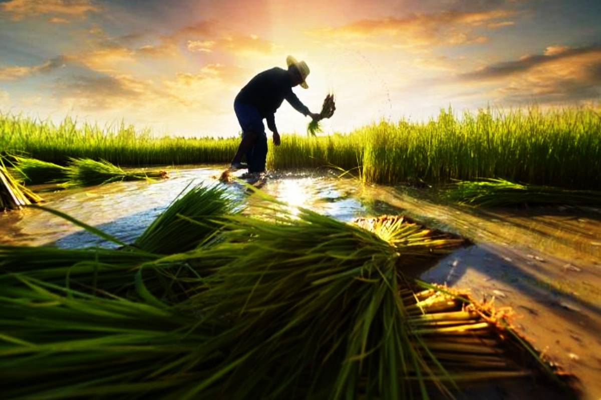 விவசாயிகளுக்கு ஜனாதிபதி வெளியிட்டுள்ள நற்செய்தி...! | Free Fertilizer Subsidy Allowance Sri Lanka