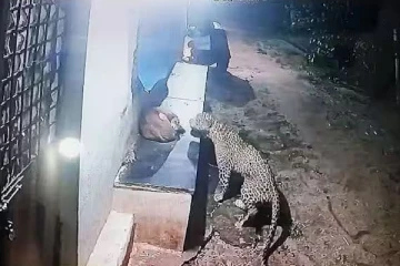 வளர்ப்பு நாய் செய்த செயல்; சிறுத்தையிடம் உயிர் தப்பிய மக்கள் - என்ன நடந்தது?