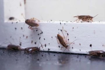 கரப்பான் பூச்சியை சாப்பிடும் மக்கள்: நம்பமுடியாத சில உண்மைகள்