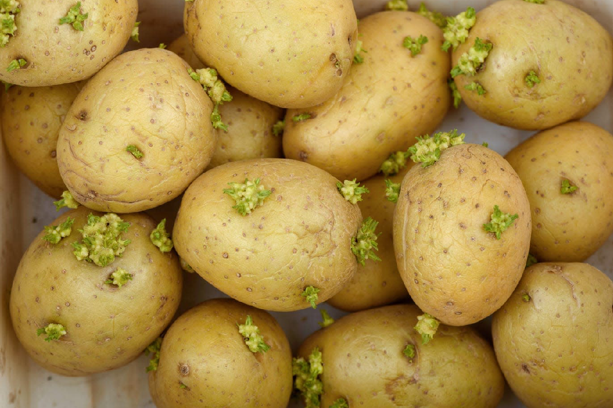 හොය හොය කන අලවල මෙහෙම තිබ්බොත් කන්න තියා හිතන්නවත් එපා | Green Potatoes Why They Can Be Harmful හොය හොය කන අලවල මෙහෙම තිබ්බොත් කන්න තියා හිතන්නවත් එපා | Green Potatoes Why They Can Be Harmful