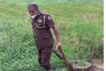 ජනතාව බිය වැද්දූ විශාල පිඹුරා තනිවම වෙලට බැස ඇල්ලූ OIC ගේ දැවැන්ත වික්‍රමය..(PHOTOS)