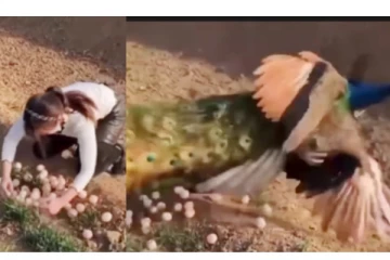 முட்டைகளை திருட நினைத்த பெண்... தக்க தண்டனை கொடுத்த மயில்... வைரலாகும் வீடியோ