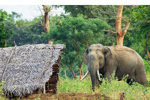 எரிபொருள் இல்லாத காரணத்தினால் பரிதாபமாக உயிரிழந்த விவசாயி | Farmer Died Lack Of Fuel In Sri Lanka