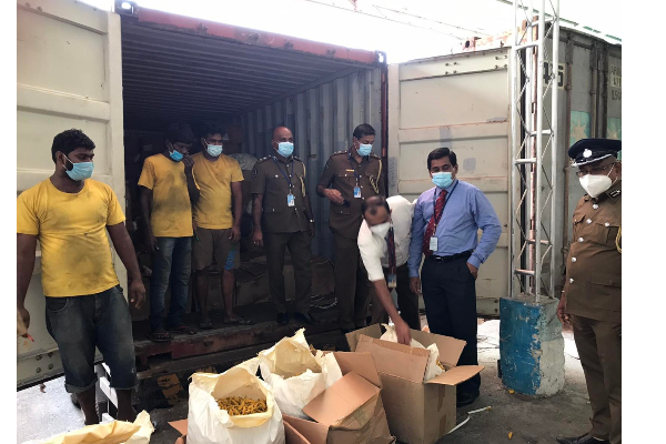 කපුරු මුවාවෙන් මෙරටට ගෙන්වු කහ තොගයක් රේගුවට කොටුවෙයි.... | Srilanka Castam