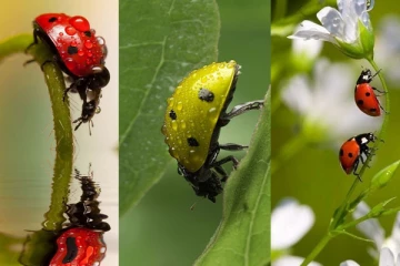විචිත්‍රවත් සහ හුරුබුහුටි පෙනුමැති කුරුමිණි ආර්යාව.