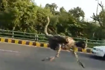 தலைத் தெறிக்க நடுரோட்டில் திடீரென ஓடிய நெருப்புக்கோழி...  இணையத்தில் காட்டுத் தீயாய் பரவிய வீடியோ