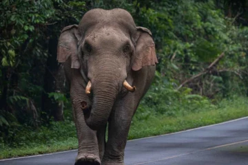 நாட்டில் 9 ஆண்டு காலப்பகுதியில் 3000 ஐ கடந்த காட்டு யானைகளின் இறப்பு