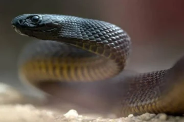 ஒரே நேரத்தில் 100 பேரைக் கொல்லும் கொடிய விஷப்பாம்பு! ஆய்வில் வெளியான அதிர்ச்சி தகவல்